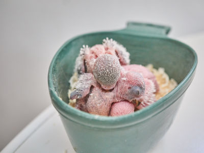 Ein letztes Schläfchen 1